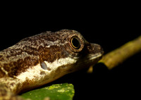 Giant banded anole