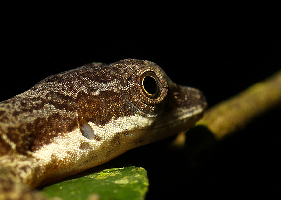 Giant banded anole