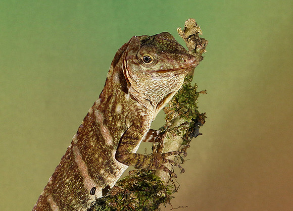 Giant banded anole