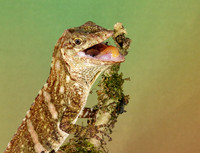 Giant banded anole