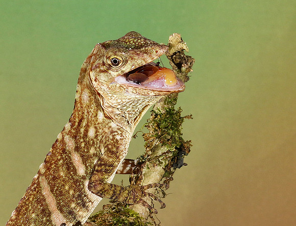 Giant banded anole