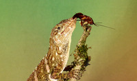 Giant banded anole