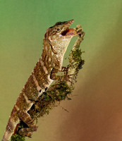 Giant banded anole
