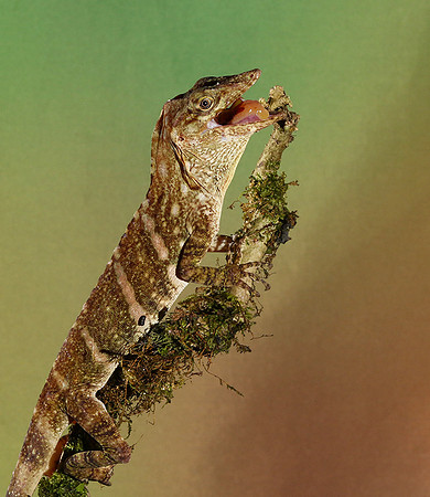 Giant banded anole