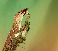 Giant banded anole