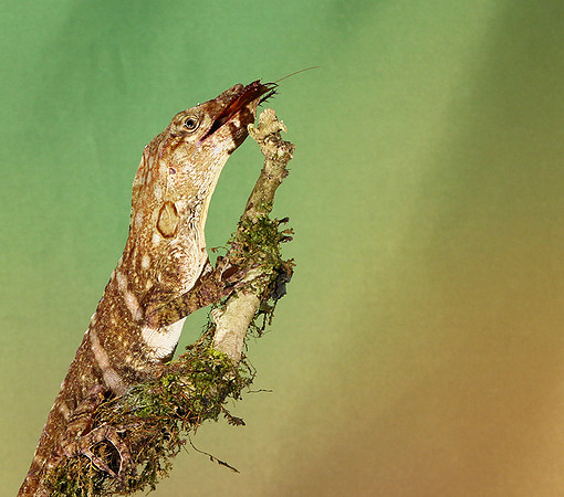 Giant banded anole
