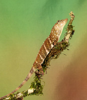 Giant banded anole