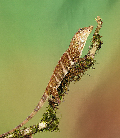 Giant banded anole