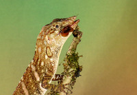 Giant banded anole