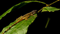 Giant banded anole