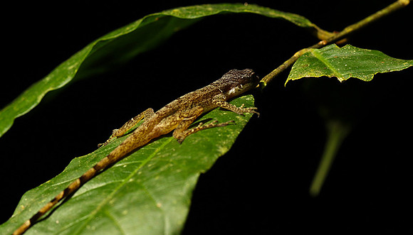 Giant banded anole