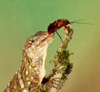 Giant banded anole