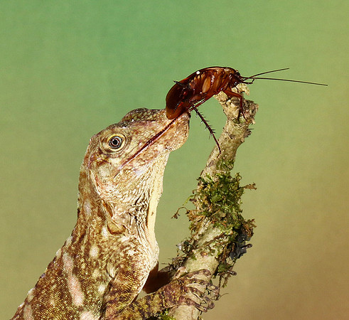 Giant banded anole