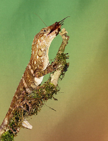 Giant banded anole