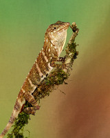 Giant banded anole