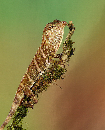 Giant banded anole