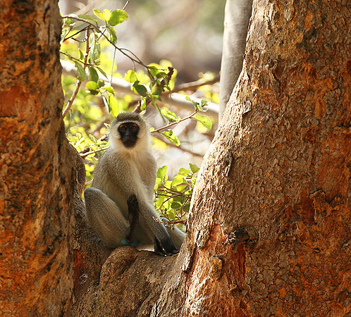 Vervet monkey - South Rift Valley
