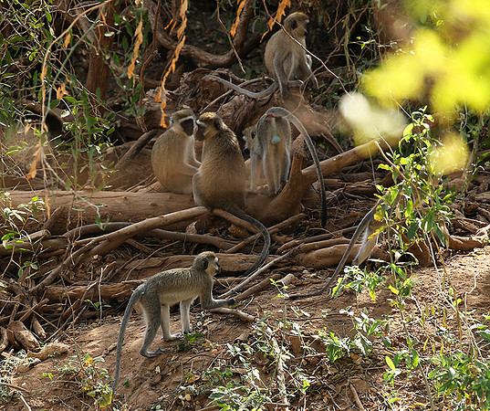 Vervet monkey - South Rift Valley
