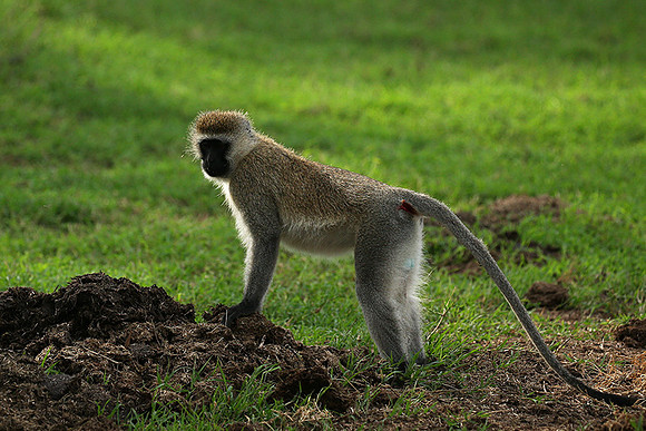 Vervet monkey -  Laikipia