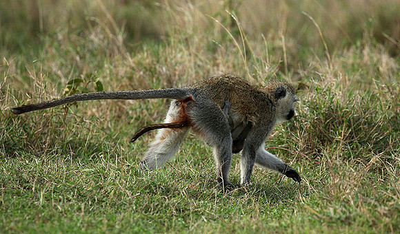 Vervet monkey -  Laikipia