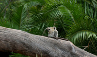 Verevet monkey - Meru NP
