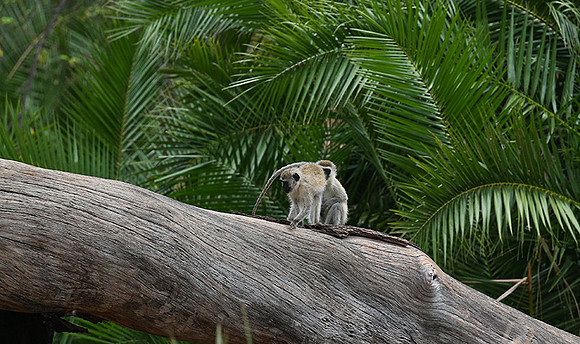 Verevet monkey - Meru NP