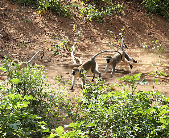 Vervet monkey - South Rift Valley