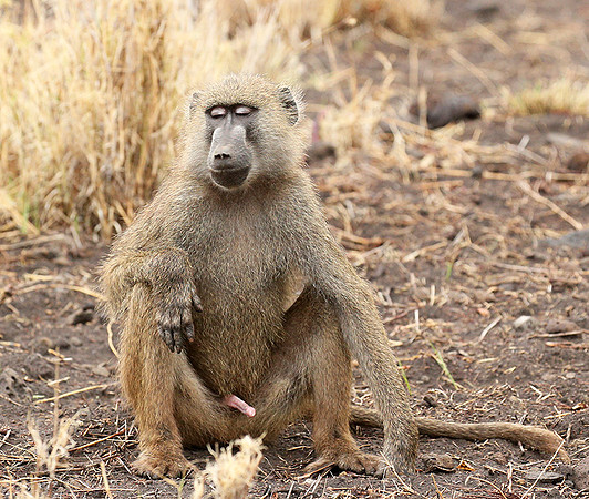 baboon - Meru NP