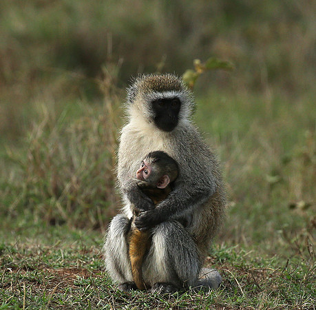 Vervet monkey -  Laikipia