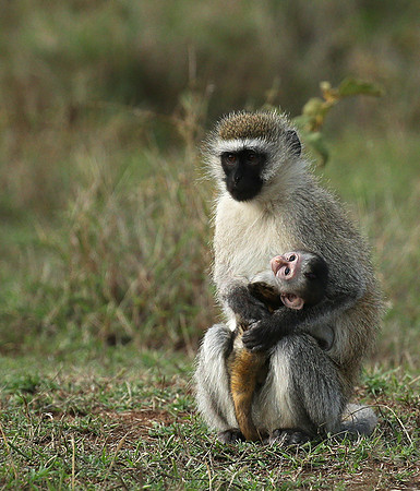 Vervet monkey -  Laikipia