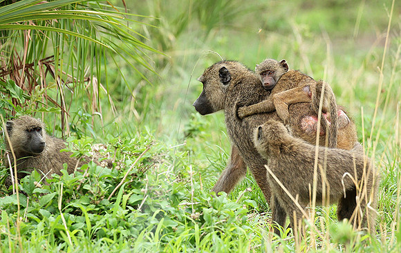 baboon - Meru NP