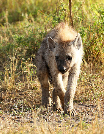 Masaï Mara : Spotted hyena cub