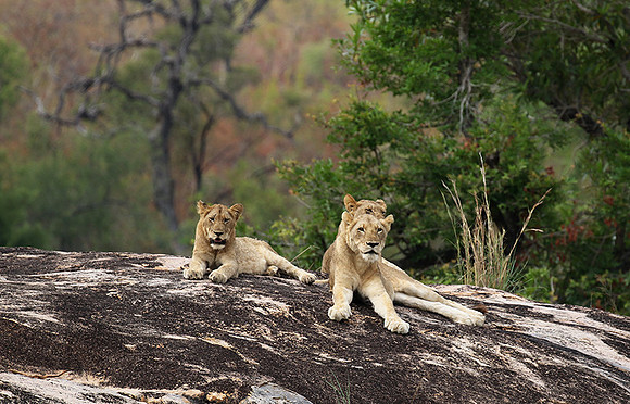 River pride at Mala Mala