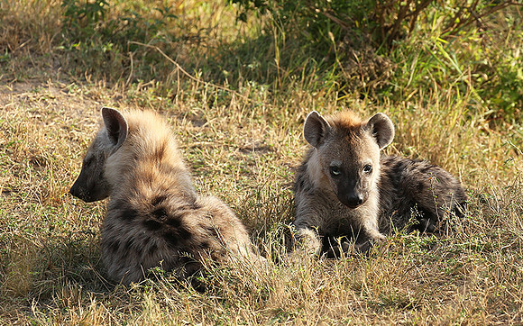 Masaï Mara : Spotted hyena cubs