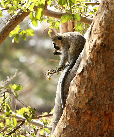 Vervet monkey - South Rift Valley