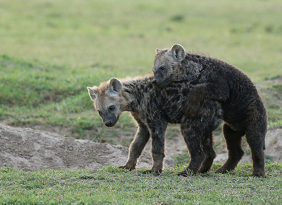Laikipia
