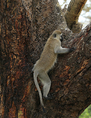 Vervet monkey -  Laikipia