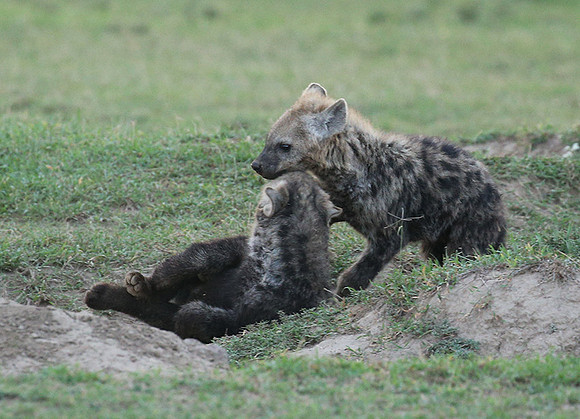 Laikipia