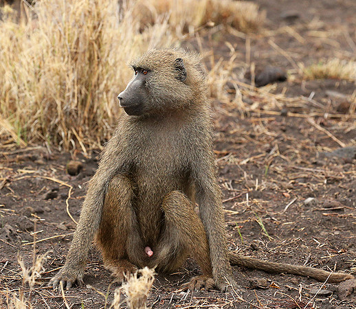 baboon - Meru NP