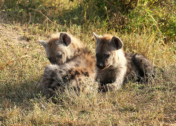 Masaï Mara : Spotted hyena cubs