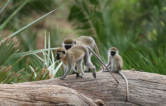 Verevet monkey - Meru NP