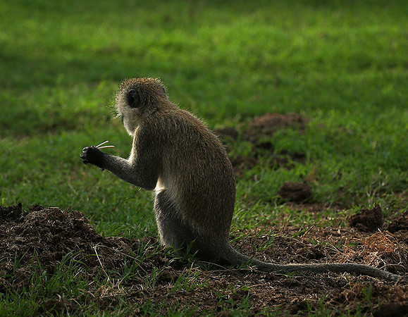 Vervet monkey -  Laikipia