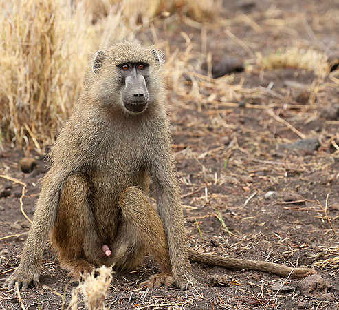 baboon - Meru NP