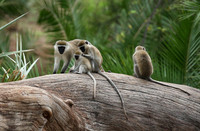 Verevet monkey - Meru NP