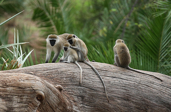 Verevet monkey - Meru NP