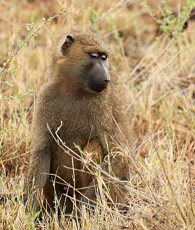baboon - Meru NP