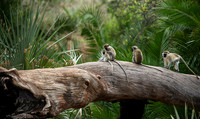 Verevet monkey - Meru NP