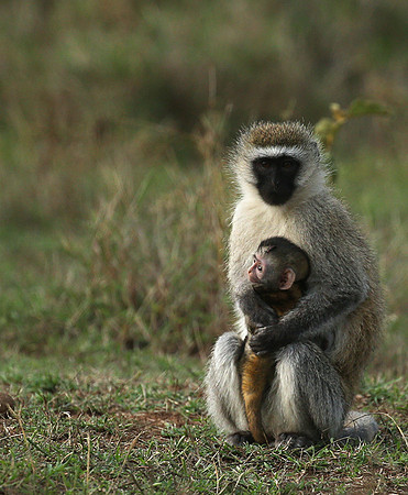 Vervet monkey -  Laikipia