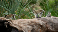 Verevet monkey - Meru NP