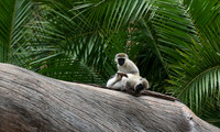 Verevet monkey - Meru NP